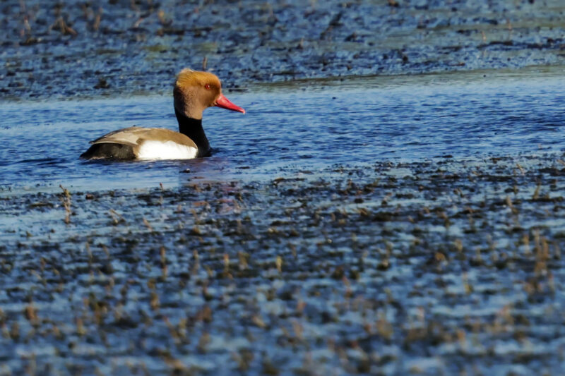 Nette rousse mâle en Camargue gardoise